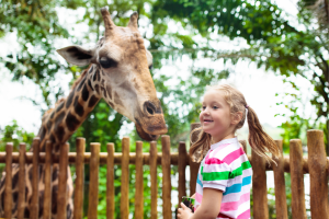 Singapore Zoo